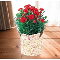 �򤷤�����500�ߡ���ȥ�ե��Хå����֥����͡������ (red��)