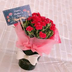ʥܥ֥ꥭݥåȤȥԥ󥯥͡
