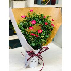 �������㥹�ʥ������Х顡��å�