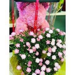 �����ƥ��ե�����륯�ޤ���ԥ󥯡��ϡ��ȷ��������Х��ȭ���å�(�Х�ȭ��Ǥ�� )