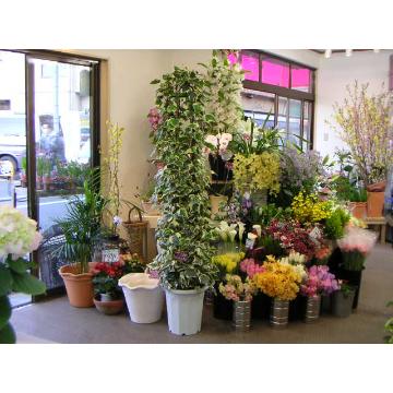 東京都豊島区の花屋 ｆｌｏｗｅｒ ｉｎ 花彩 をご紹介 フラワーギフトはプロのお花屋さんにおまかせ フジテレビフラワーネット
