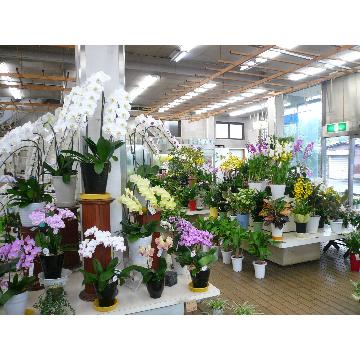 埼玉県川口市の花屋 有 埼玉 福寿園 をご紹介 フラワーギフトはプロのお花屋さんにおまかせ フジテレビフラワーネット