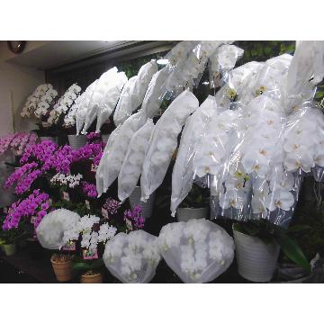 千葉県柏市の花屋 有 花ヒロ をご紹介 フラワーギフトはプロのお花屋さんにおまかせ フジテレビフラワーネット