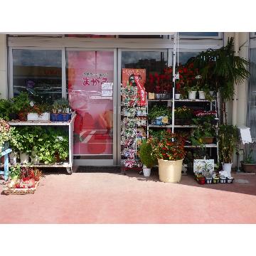 福島県いわき市の花屋 フラワーショップまがみ をご紹介 フラワーギフトはプロのお花屋さんにおまかせ フジテレビフラワーネット