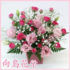 ڤۥӡ󥺥֥꡼