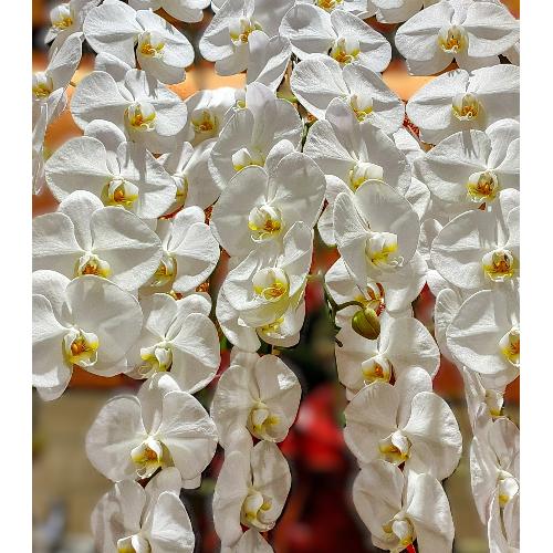 �Ӓ����i5�{���āj2