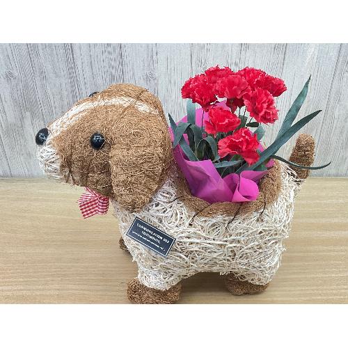 �f�R���@�ԃJ�[�l3