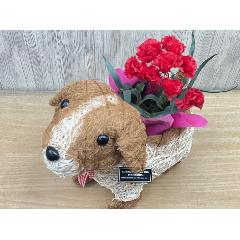 �f�R���@�ԃJ�[�l