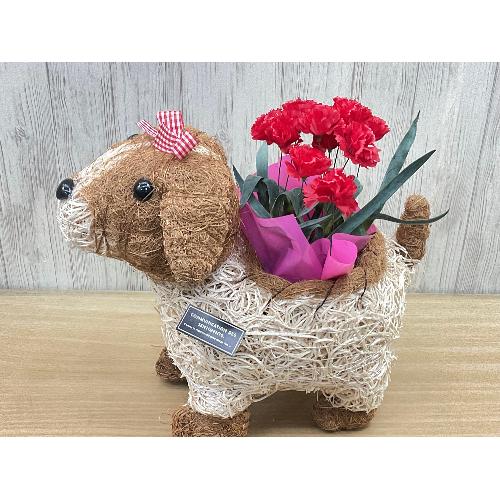 �f�R���K�[���@�ԃJ�[�l3