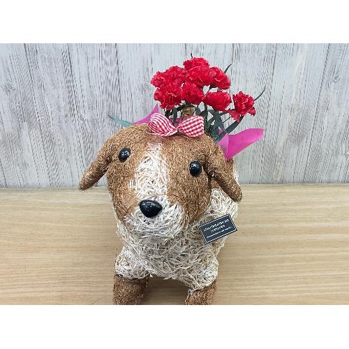 �f�R���K�[���@�ԃJ�[�l4