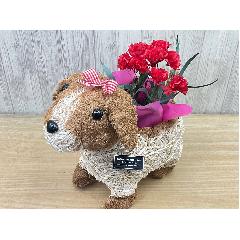 �f�R���K�[���@�ԃJ�[�l