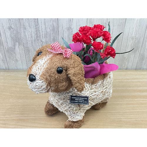 �f�R���K�[���@�ԃJ�[�l