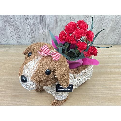 �f�R���K�[���@�ԃJ�[�l2