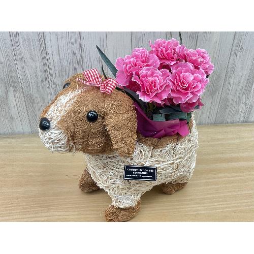 �f�R���K�[���@�s���N�J�[�l2