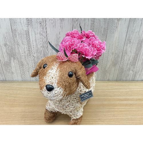 �f�R���K�[���@�s���N�J�[�l3