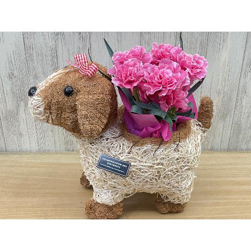 �f�R���K�[���@�s���N�J�[�l4