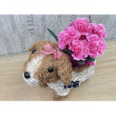 �f�R���K�[���@�s���N�J�[�l