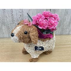 �f�R���K�[���@�s���N�J�[�l