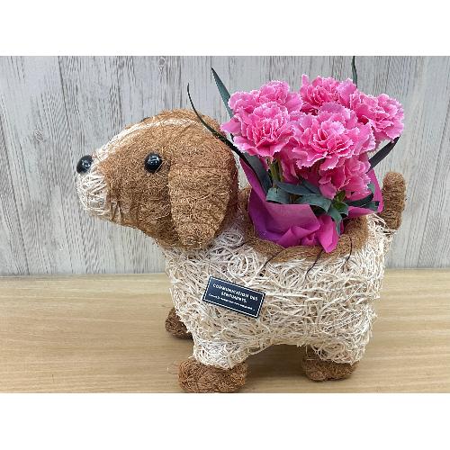 �f�R���@�s���N�J�[�l4