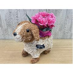 �f�R���@�s���N�J�[�l