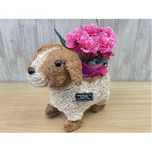 �f�R���@�s���N�J�[�l