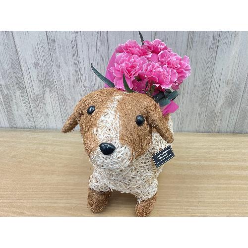 �f�R���@�s���N�J�[�l4