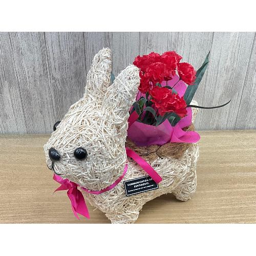 �E�T�M�̂��U���@�ԃJ�[�l