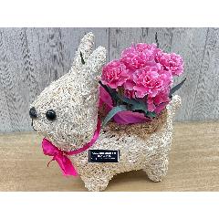 �E�T�M�̂��U���@�s���N�J�[�l