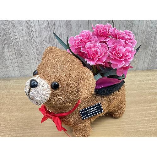 �N�}�̂��U���@�s���N�J�[�l