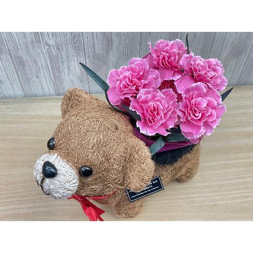 �N�}�̂��U���@�s���N�J�[�l2