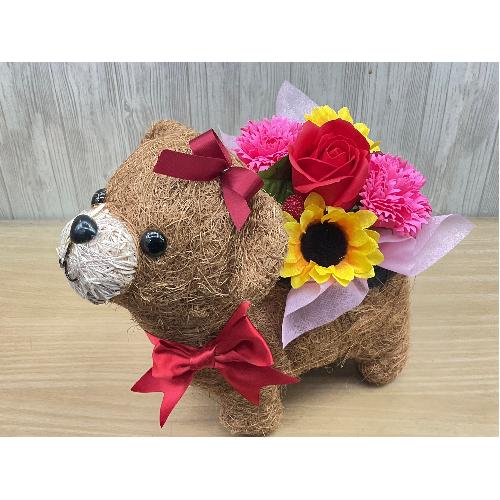 �N�}�K�[���̂��U���@�t���O�����X�����G�}2