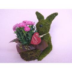 Plant Moss Rabbit Pink