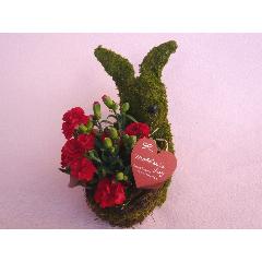 Plant Moss Rabbit Red