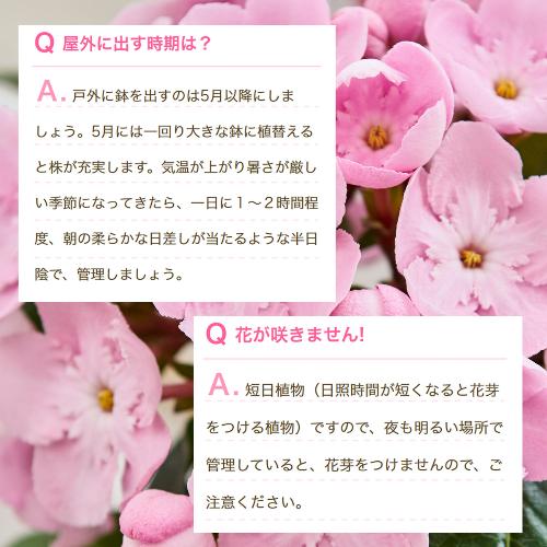 �ɂ���������uCOCO(�R�R)�v���A���@�W���p���t�����[�Z���N�V�����@�t�����[�E�I�u�E�U�E�C���[���7