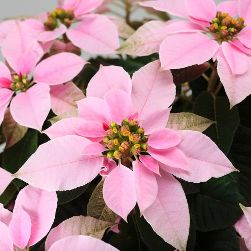 【クリスマス】プリンセチア「ピンクホワイト」鉢植え2