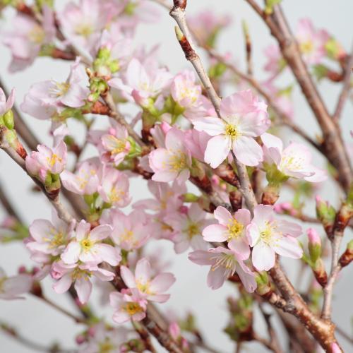 【1月下旬よりお届け】山形からの春便り啓翁桜（ミドルサイズ）8本2