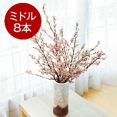 �y�P�����{��肨�͂��z�R�`����̏t�ւ�[�����i�~�h���T�C�Y�j8�{