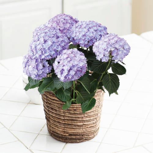 �y��̓��M�t�g�z�A�W�T�C���A���u�G�r�[�^�E�p�[�v���v�`�������Ɖ��|�̃A�W�T�C�`