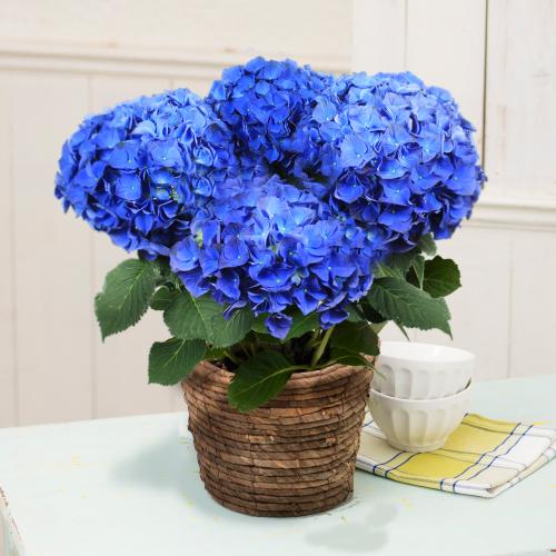 �y��̓��M�t�g�z�A�W�T�C�u�u���[�A�[�X�i�ɂ��n���j�v�`�������Ɖ��|�̃A�W�T�C�`