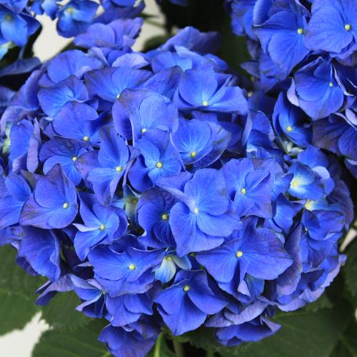 �y��̓��M�t�g�z�A�W�T�C�u�u���[�A�[�X�i�ɂ��n���j�v�`�������Ɖ��|�̃A�W�T�C�`2