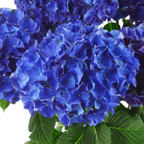 �y��̓��M�t�g�z�A�W�T�C�u�u���[�A�[�X�i�ɂ��n���j�v�`�������Ɖ��|�̃A�W�T�C�`3