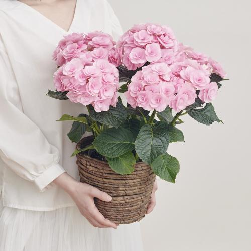 �y��̓��M�t�g�z�A�W�T�C�u���C�A���W���v2