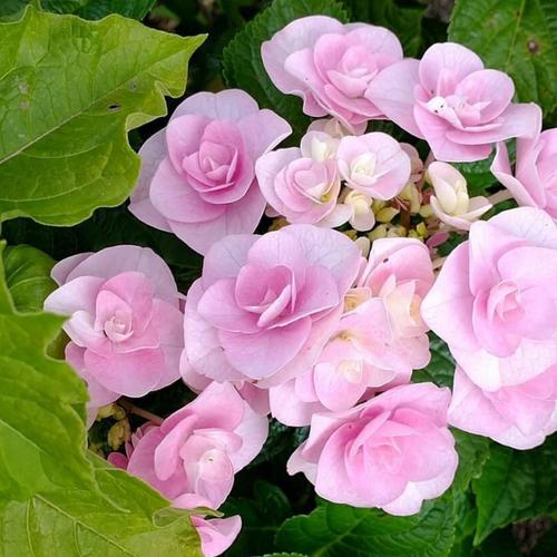 �y��̓��M�t�g�z�A�W�T�C�u���C�A���W���v5