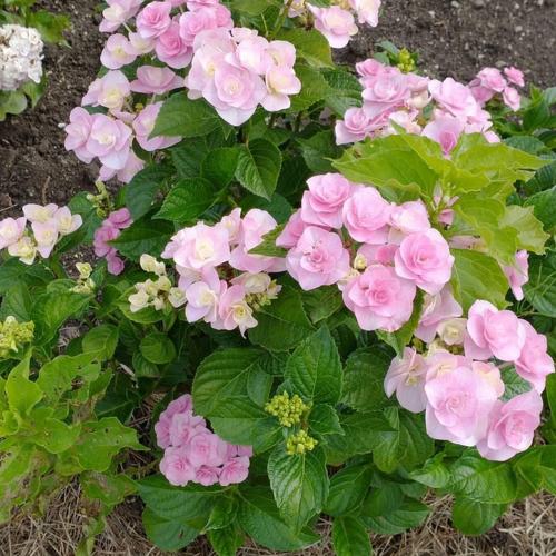 �y��̓��M�t�g�z�A�W�T�C�u���C�A���W���v6