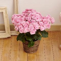 �y��̓��M�t�g�z�A�W�T�C�u���C�A���W���v