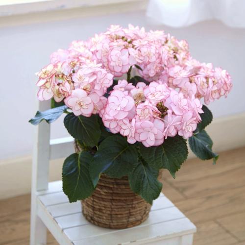 �y�x��Ă��߂�ˁI��̓��M�t�g�z�A�W�T�C�uKEIKO�v�i�s���N�j�`�F�ƌ`���ς�邳�����Ɖ��|�̃A�W�T�C�`�y��̌��M�t�g�z