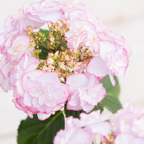 �y�x��Ă��߂�ˁI��̓��M�t�g�z�A�W�T�C�uKEIKO�v�i�s���N�j�`�F�ƌ`���ς�邳�����Ɖ��|�̃A�W�T�C�`�y��̌��M�t�g�z2