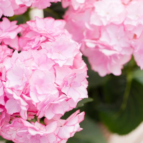 �y�x��Ă��߂�ˁI��̓��M�t�g�z�A�W�T�C�uKEIKO�v�i�s���N�j�`�F�ƌ`���ς�邳�����Ɖ��|�̃A�W�T�C�`�y��̌��M�t�g�z3