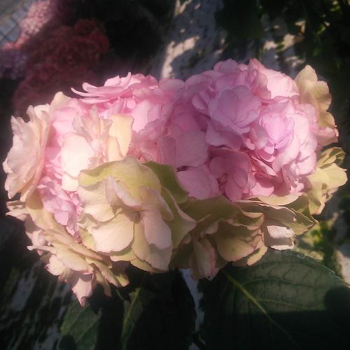 �y�x��Ă��߂�ˁI��̓��M�t�g�z�A�W�T�C�uKEIKO�v�i�s���N�j�`�F�ƌ`���ς�邳�����Ɖ��|�̃A�W�T�C�`�y��̌��M�t�g�z4
