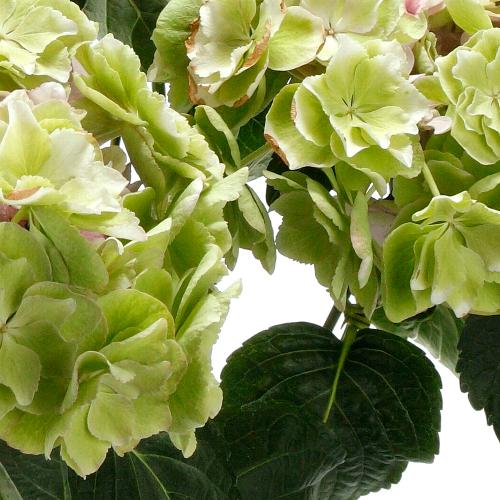 �y�x��Ă��߂�ˁI��̓��M�t�g�z�A�W�T�C�uKEIKO�v�i�s���N�j�`�F�ƌ`���ς�邳�����Ɖ��|�̃A�W�T�C�`�y��̌��M�t�g�z5